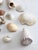 Vintage Collected Seashell Collection For Sale - Image 11 of 17