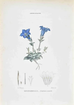 Vincenzo Tenore, The Gentianaceae, Lithograph, 1870s