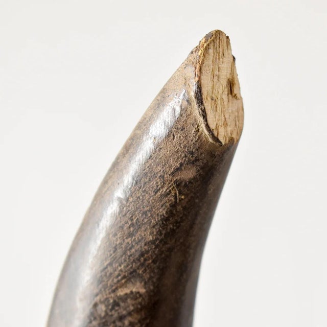 Early 20th Century Senufo Horned Mask Côte d'Ivoire For Sale - Image 4 of 10