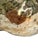 Vintage Partially Silvered Conch Shell in the Style of Bucellati For Sale - Image 6 of 15