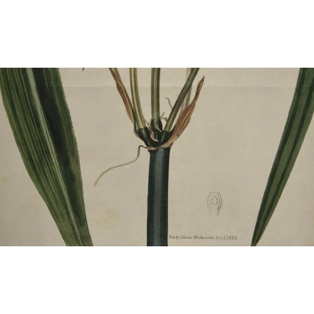 Flowering Crinum Plant: A 19th C. Hand-Colored Botanical Engraving by Curtis, 1822 For Sale - Image 4 of 4