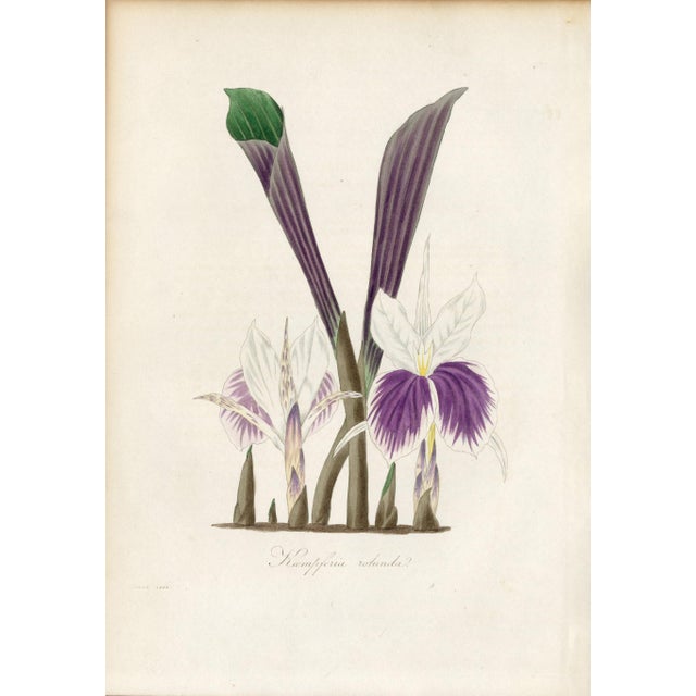 19th Century Collection of Sixteen Hand-Colored Botanical Prints by Sir Joseph Paxton, England, Circa 1850 For Sale - Image 5 of 17