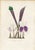 19th Century Collection of Sixteen Hand-Colored Botanical Prints by Sir Joseph Paxton, England, Circa 1850 For Sale - Image 5 of 17