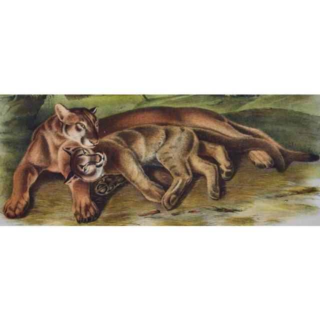 Audubon Cougar, Female and Young: An Original Audubon Hand-Colored Lithograph, 1849-1854 For Sale - Image 4 of 4