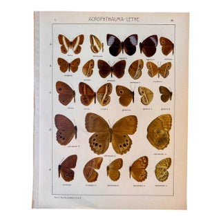 Antique Adalbert Seitz Butterfly Chromolithograph, Acrophthalma–Lethe, 1909–1915 For Sale