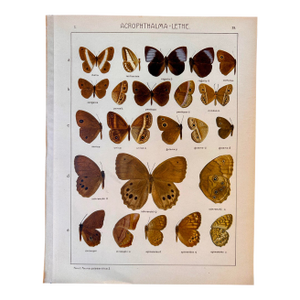 Antique Adalbert Seitz Butterfly Chromolithograph, Acrophthalma–Lethe, 1909–1915