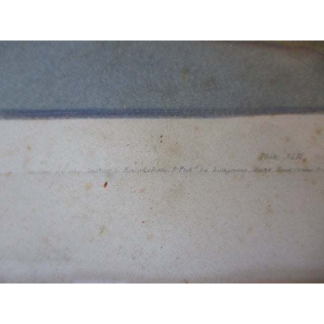 Early 19th Century George Brookshaw (1751-1823) Melon Prints Reproduction - Set of 4 Framed For Sale - Image 9 of 17