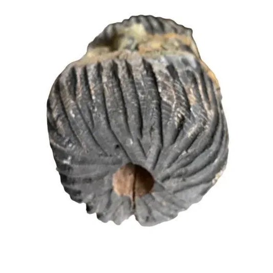Early 20th Century Folk Art Beehive Tree Trunk Head For Sale In Aspen - Image 6 of 7