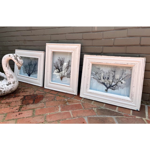 Framed Natural Sea Fan For Sale - Image 10 of 13