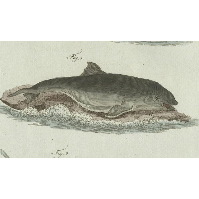 Early 19th Century Bertuch, Three Dolphins and Porpoises, 1802, Engraving For Sale - Image 5 of 9
