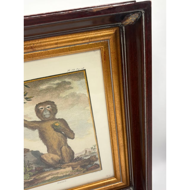 Vintage French Natural History Monkey Reproduction Prints Art & Gilded Wood Frames - A Pair For Sale In Miami - Image 6 of 15