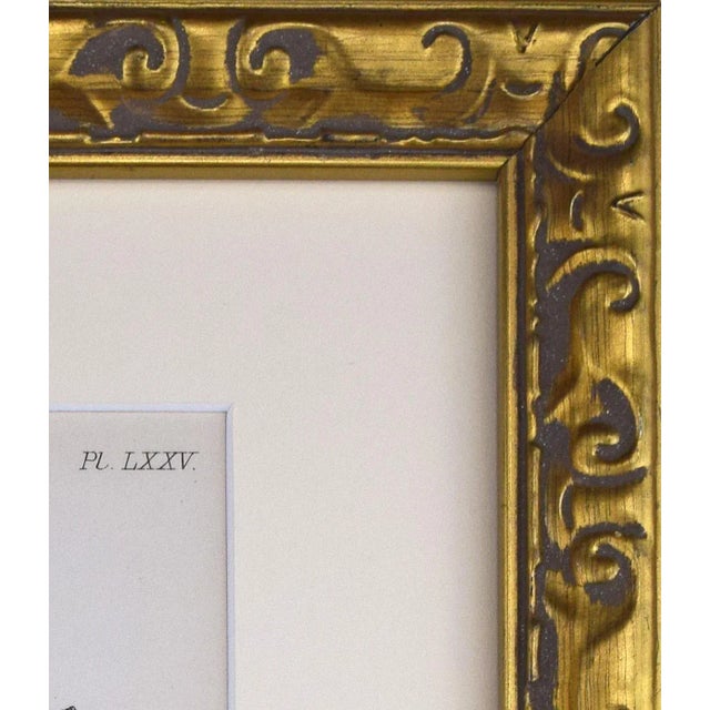 Mid 19th Century 19th Century Antique Hand Colored English Shell Print by John Jeffreys 1869 For Sale - Image 5 of 6