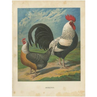 Christian Förster, The Noble Dorking Chicken, 1888, Lithograph, Print For Sale