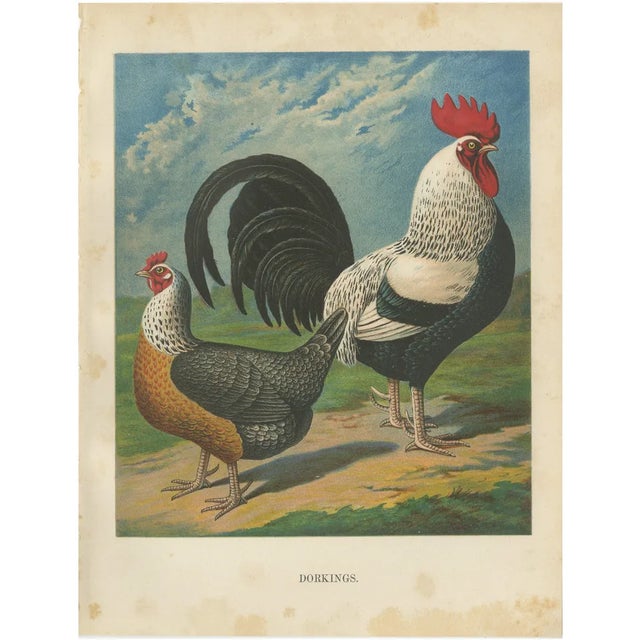 Christian Förster, The Noble Dorking Chicken, 1888, Lithograph, Print For Sale