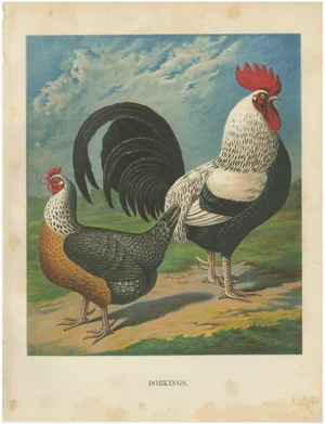 Christian Förster, The Noble Dorking Chicken, 1888, Lithograph, Print