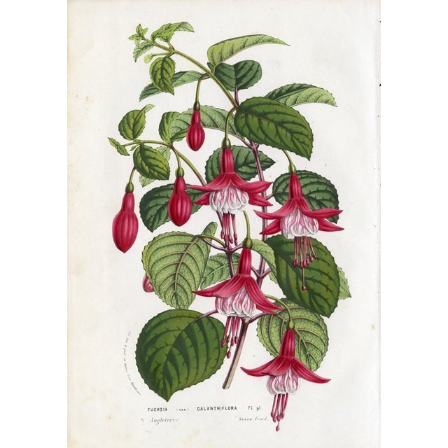 14 Van Houtte Botanicals! Hand Color c.1853 Set B For Sale - Image 15 of 15