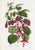 14 Van Houtte Botanicals! Hand Color c.1853 Set B For Sale - Image 15 of 15