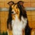 Mid-Century Framed Oil on Board Portrait of a Rough Collie For Sale - Image 4 of 7