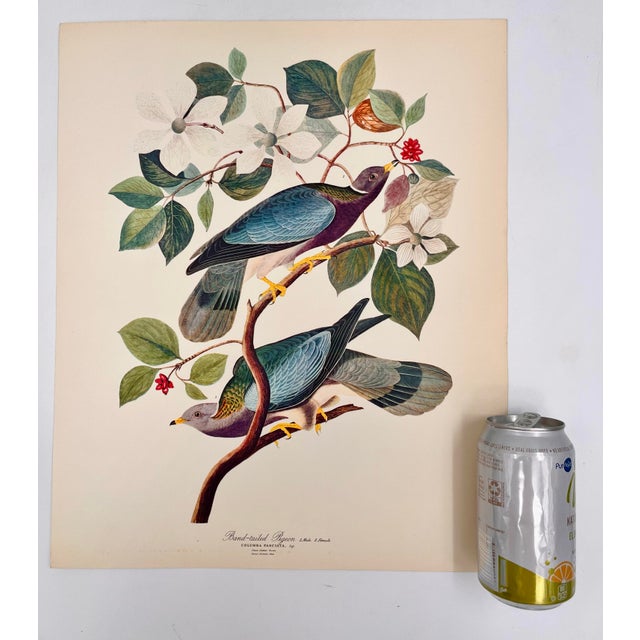 Audubon Bird Print – “Band Tailed Pigeon”, 1964 Abrams Folio – Vintage Ornithology Art 1964 print from "The Audubon Folio:...