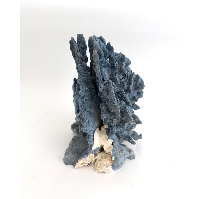 Shell Natural Blue Coral Specimen Coastal Decor For Sale - Image 7 of 11