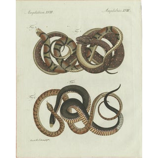 Bertuch, Four Exotic Snakes, 1802, Engraving For Sale