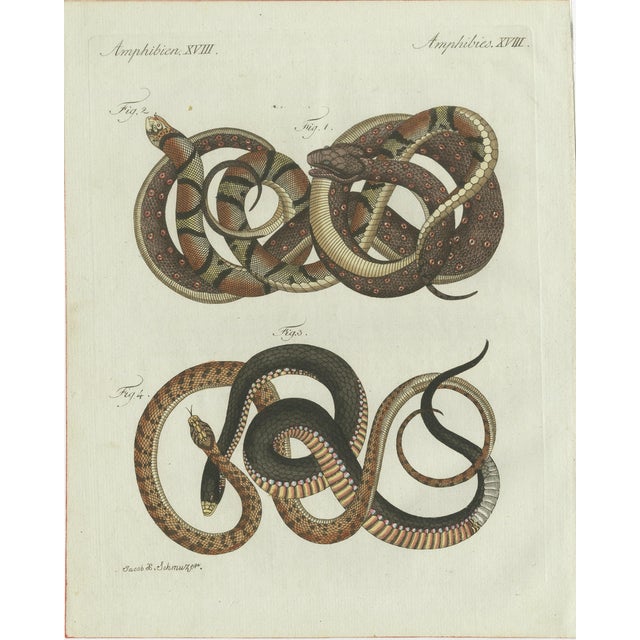Bertuch, Four Exotic Snakes, 1802, Engraving For Sale