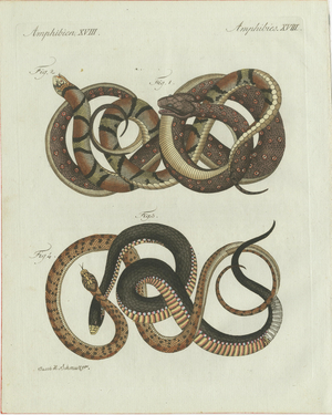 Bertuch, Four Exotic Snakes, 1802, Engraving