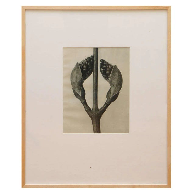 Early 20th Century Karl Blossfeldt, Botanical Image From "Urformen Der Kunst" For Sale - Image 5 of 5