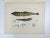Vintage mid 20th century hand print on paper of what looks like a lizardfish and white flower Japanese mingei folk art...