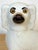 Victorian Large Pair Victorian Staffordshire Spaniel Dogs with Amber Glass Eyes, 1860s For Sale - Image 3 of 14
