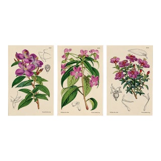 Antique Walter Hood Fitch Hand-Colored Lithograph, Curtis’s Botanical Magazine, 19th Century 3 Prints! For Sale