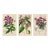 Antique Walter Hood Fitch Hand-Colored Lithograph, Curtis’s Botanical Magazine, 19th Century 3 Prints! For Sale