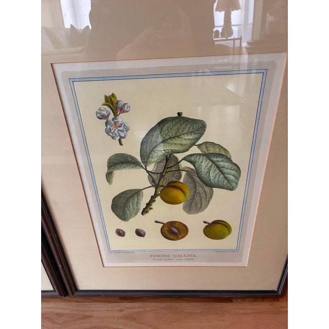 French Pair of DuHamel Du Monceau Vintage French Fruit Engravings by W. King Ambler For Sale - Image 3 of 6