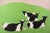 A canvas print of a group of black and white cows on a green grassy hill with a rosy pink sky, floated in a natural light...