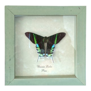 Vintage Taxidermy Butterfly Shadow Box Framed Art For Sale