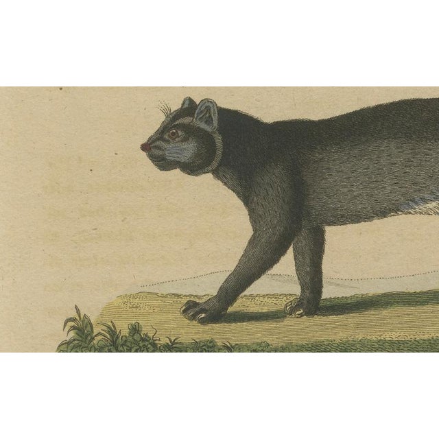 Early 19th Century Bertuch, Jaguar & Jaguarundi, 1813, Engraving For Sale - Image 5 of 9