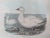 Daniel Giraud Elliot (1835-1915), hand tinted lithograph, c1869, 'Anseralbatus' (Snow Goose) This print originates from...