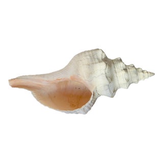 Antique Jumbo Spider Conch Shell 15” For Sale