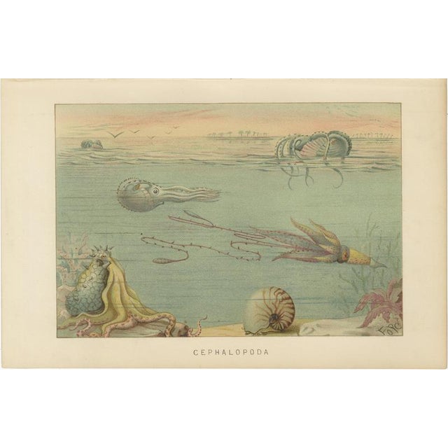 Lydekker, Crustaceans & Cephalopoda, 1896, Color Process Prints, Set of 2 For Sale - Image 4 of 9