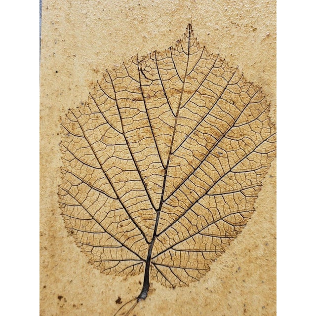 Herbier Coffee Table by Roger Capron, 1970s For Sale - Image 14 of 18