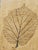 Herbier Coffee Table by Roger Capron, 1970s For Sale - Image 14 of 18