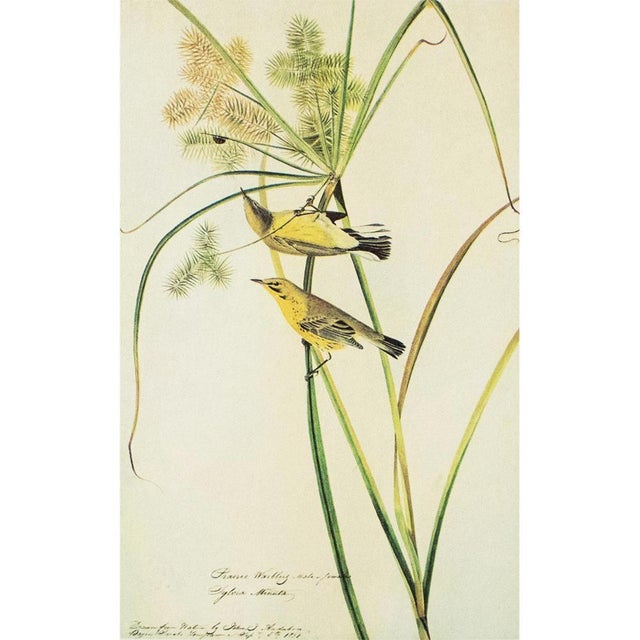 1960s 1966 Vintage Cottage Print, "Prairie Warblers and Ladybug" After John James Audubon For Sale - Image 5 of 7
