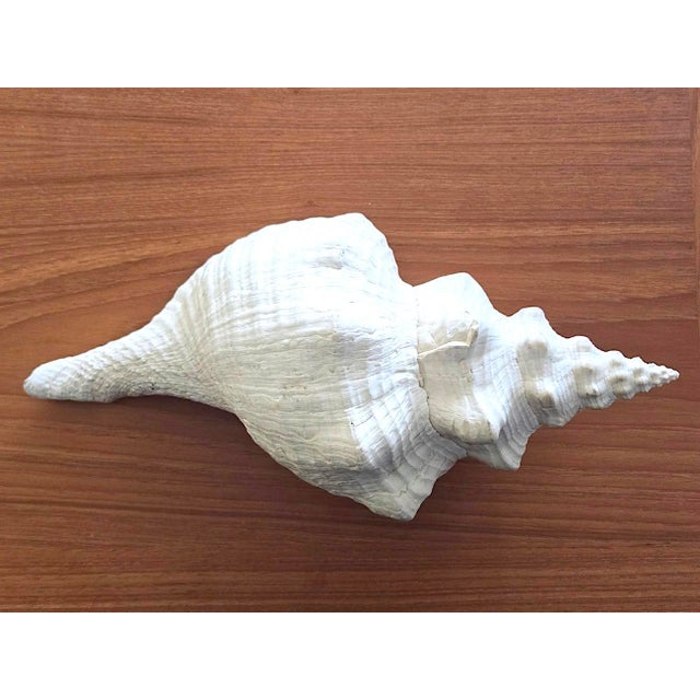 Shell Vintage Large Natural Horse Conch Shell For Sale - Image 7 of 12