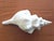 Shell Vintage Large Natural Horse Conch Shell For Sale - Image 7 of 12