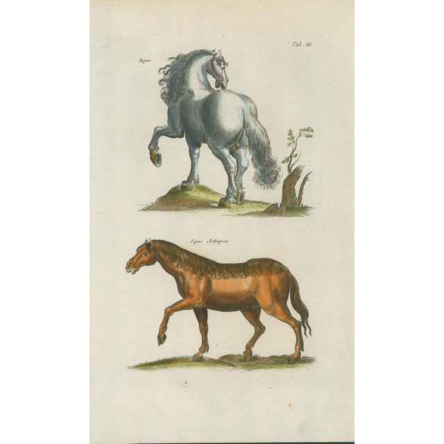 Original antique natural-history plate, Tab. III, depicting two horses identified in Latin as Equus and Equus Aethiopicus....