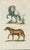 Original antique natural-history plate, Tab. III, depicting two horses identified in Latin as Equus and Equus Aethiopicus....