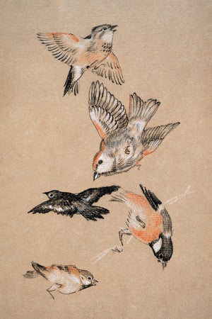 Study of Birds: Finches by Sir Edward Burne-Jones, Vintage Art Print Reproduction, 16" X 24"