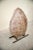 20th Century Fiber Turtle Shell Sculpture with Iron Support For Sale - Image 4 of 9