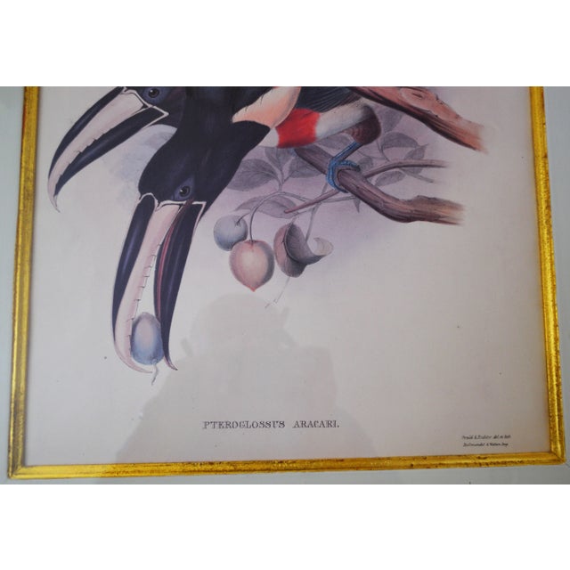 Victorian Antique Pteroglossus Aracari Lithograph After Gould and Richter, Framed For Sale - Image 3 of 4