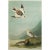 1960s 1966 Vintage Cottage Print "Snow Bunting" After John James Audubon For Sale - Image 5 of 7